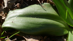 Himantoglossum hircinum