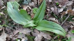 Himantoglossum hircinum