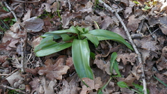 Himantoglossum hircinum