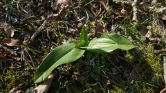 Himantoglossum hircinum