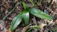 Himantoglossum hircinum