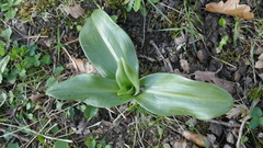 Himantoglossum hircinum