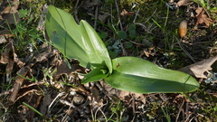 Himantoglossum hircinum