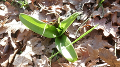 Himantoglossum hircinum