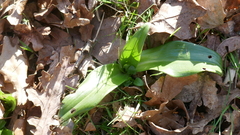 Himantoglossum hircinum