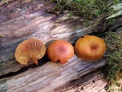Gymnopilus liquiritiae