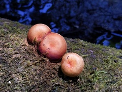 Gymnopilus liquiritiae
