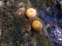 Gymnopilus liquiritiae
