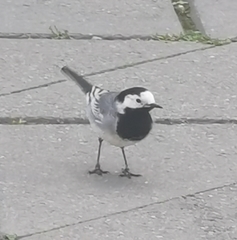 Motacilla alba alba