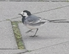 Motacilla alba alba