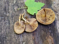 Gymnopilus liquiritiae