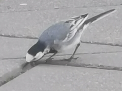 Motacilla alba alba