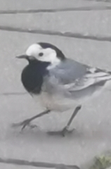 Motacilla alba alba