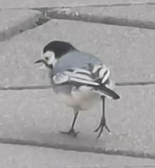 Motacilla alba alba