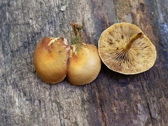 Gymnopilus liquiritiae