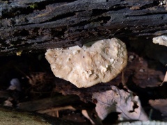 Tyromyces fumidiceps