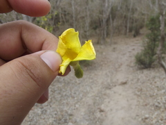 Tabernaemontana tomentosa