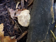 Tyromyces fumidiceps