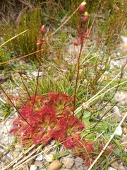 Drosera spatulata