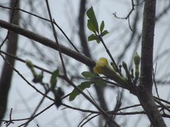 Tabernaemontana tomentosa