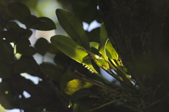 Stelis perpusilliflora