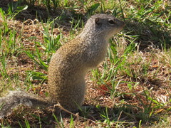 Poliocitellus franklinii