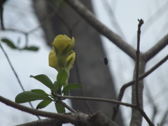 Tabernaemontana tomentosa