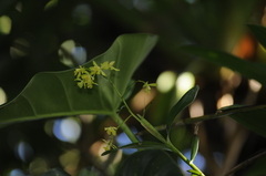 Epidendrum mutelianum