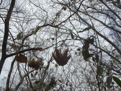 Aristolochia taliscana