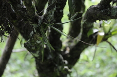 Ionopsis satyrioides