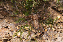 Heteropoda amphora