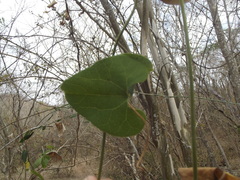 Aristolochia taliscana
