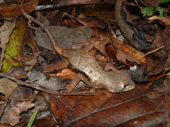 Stenocercus fimbriatus