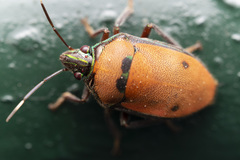 Tetrarthria variegata