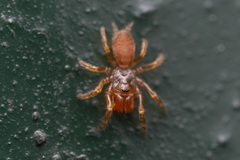 Atypidae
