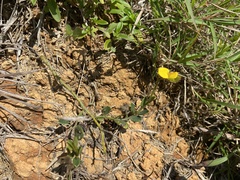 Crotalaria chinensis