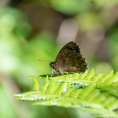 Quilaphoetosus monachus