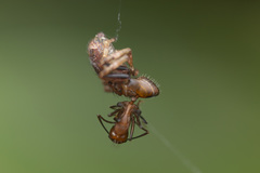 Strigoplus guizhouensis