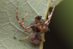 Strigoplus guizhouensis