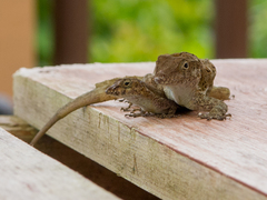 Anolis cristatellus cristatellus