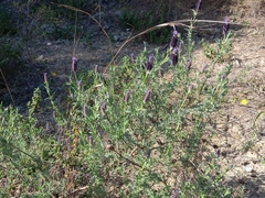 Lavandula stoechas
