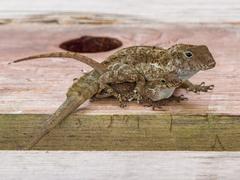 Anolis cristatellus cristatellus
