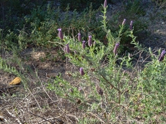 Lavandula stoechas