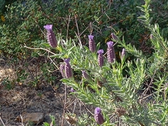 Lavandula stoechas