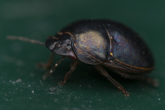 Brachyplatys punctipes