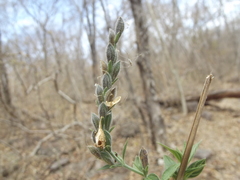 Henrya tuberculosperma