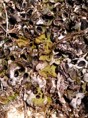 Solorina saccata