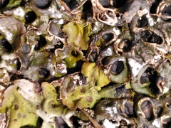 Solorina saccata