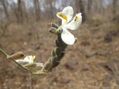 Henrya tuberculosperma