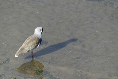 Vanellus chilensis chilensis